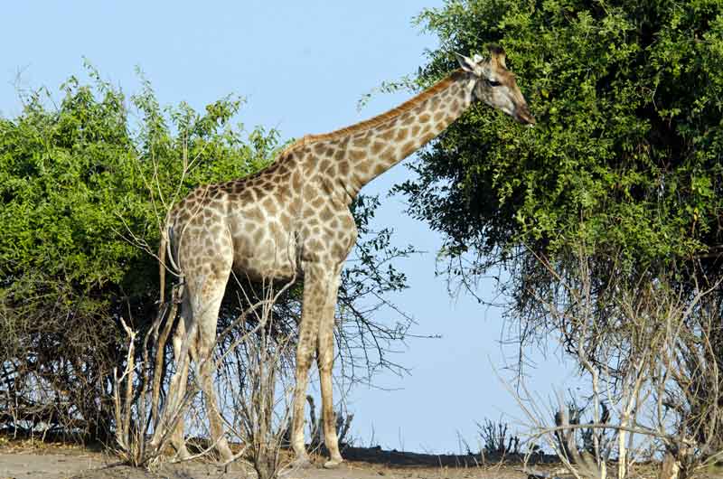 Jirafa - parque nacional de Chobe - Botswana 1.jpg